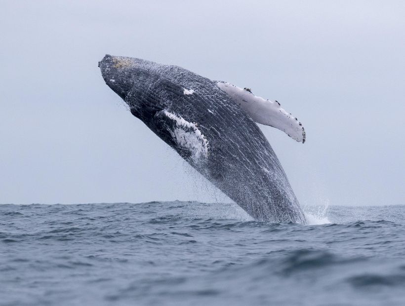 Rescatan a una ballena varada en el Caribe mexicano