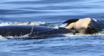 Terminó el dramático duelo de una orca madre que cargó a su cría muerta por 17 días
