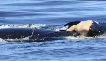 Terminó el dramático duelo de una orca madre que cargó a su cría muerta por 17 días