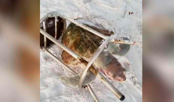 Tortuga marina es encontrada muerta atrapada en un taburete