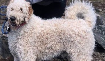 Una mujer murió en un accidente y su perro se quedó hasta que fue rescatado por su familia