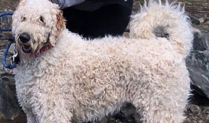 Una mujer murió en un accidente y su perro se quedó hasta que fue rescatado por su familia