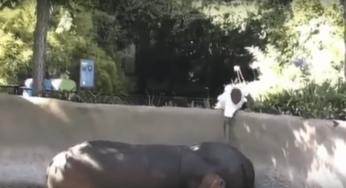 Video. Hombre golpea a la hipopótama “Rosie” en zoológico