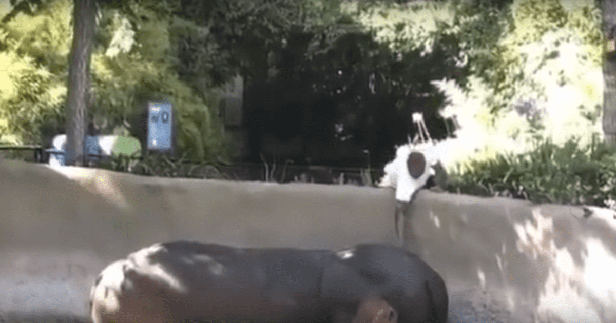 Video. Hombre golpea a la hipopótama "Rosie" en zoológico