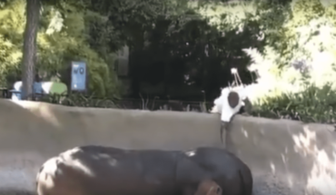Video. Hombre golpea a la hipopótama “Rosie” en zoológico
