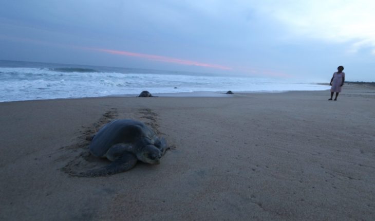translated from Spanish: 122 turtles sea turtles, most of a species in danger of extinction, die on beaches of Chiapas