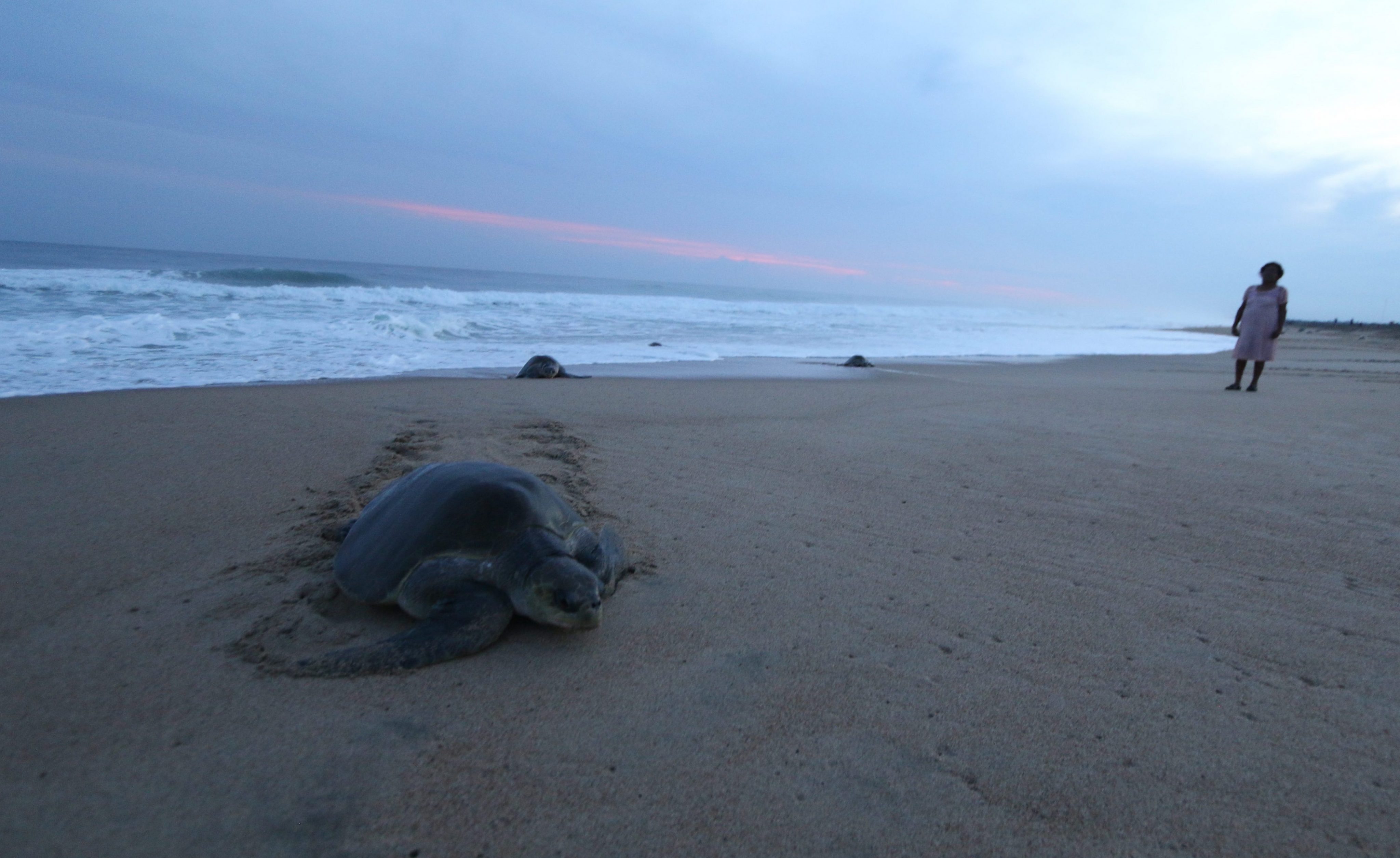 122 turtles sea turtles, most of a species in danger of extinction, die on beaches of Chiapas