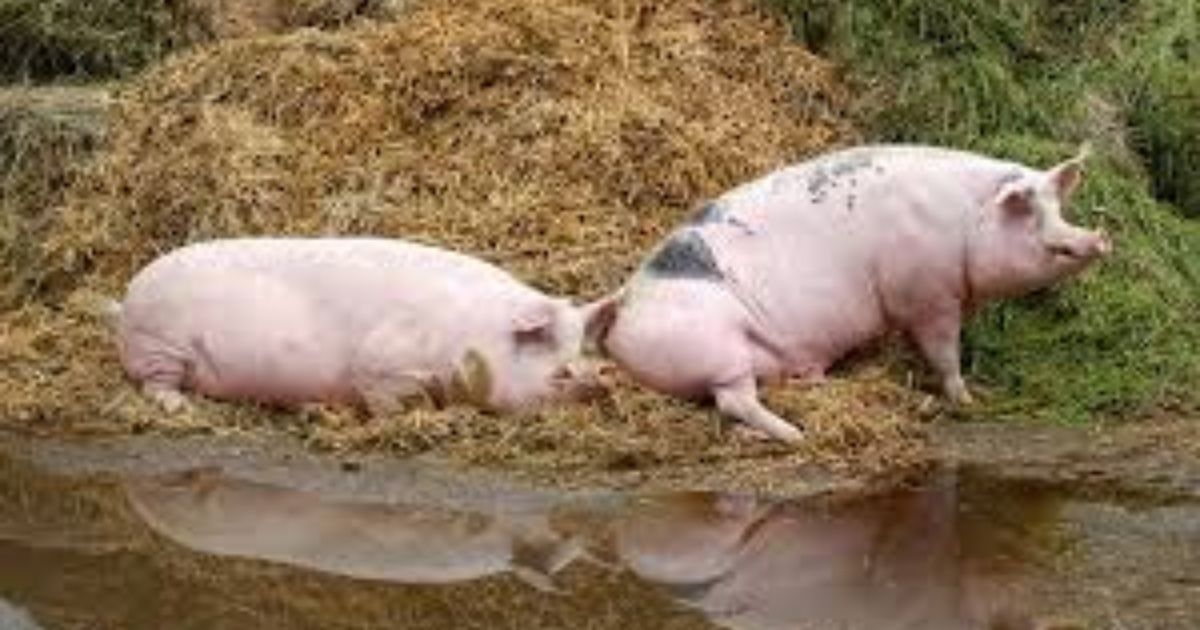 China confirma quinto brote de peste porcina africana