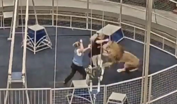 translated from Spanish: Lion attacks his coach during trial in Russia (Video)