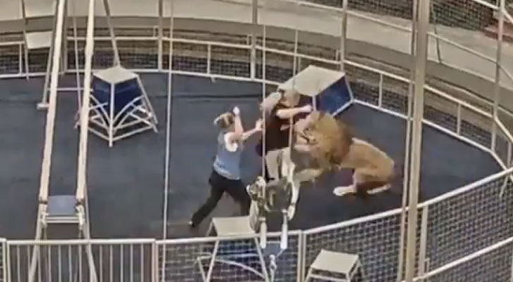 Lion attacks his coach during trial in Russia (Video)