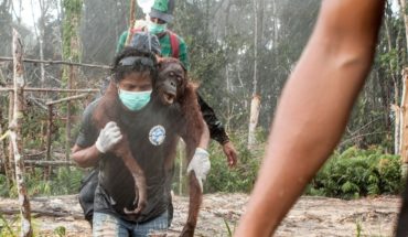 Orangutan world day: without trees to survive