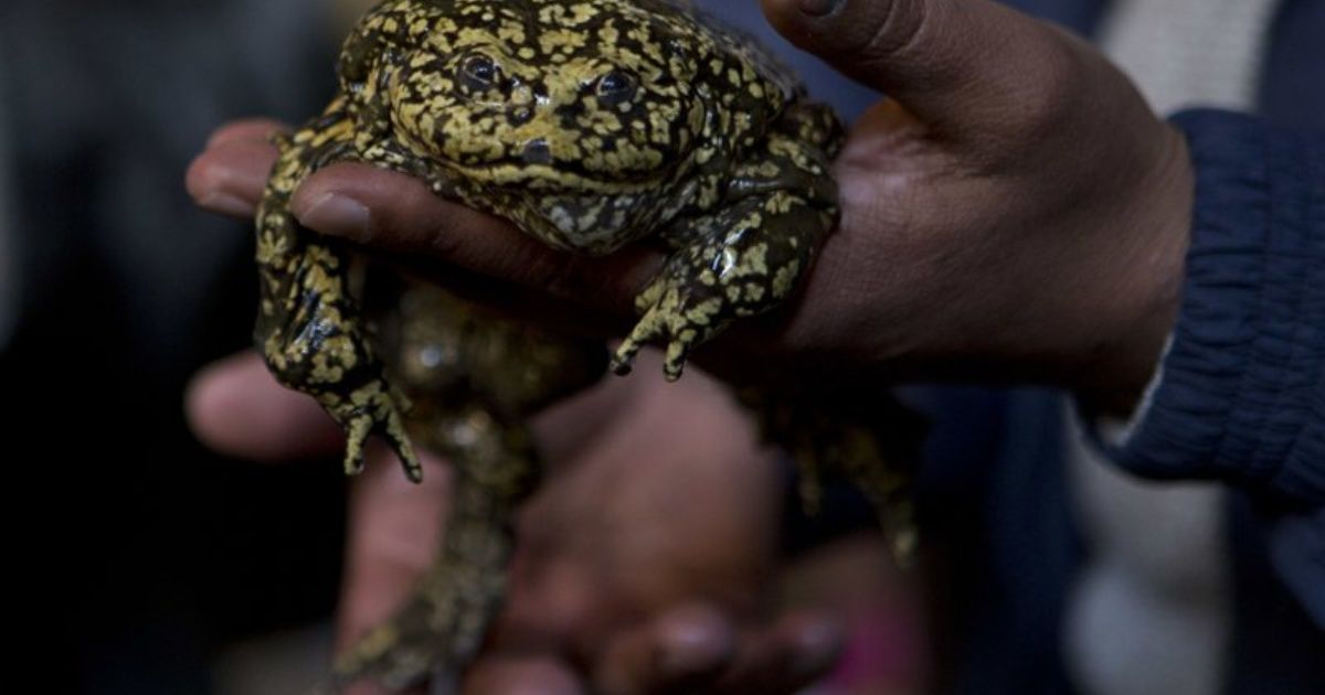 Rescatan a cría de rana gigante del Titicaca en Bolivia