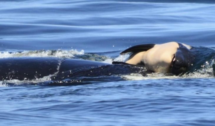 translated from Spanish: The duel of a killer whale that moves the world