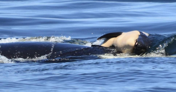 The duel of a killer whale that moves the world