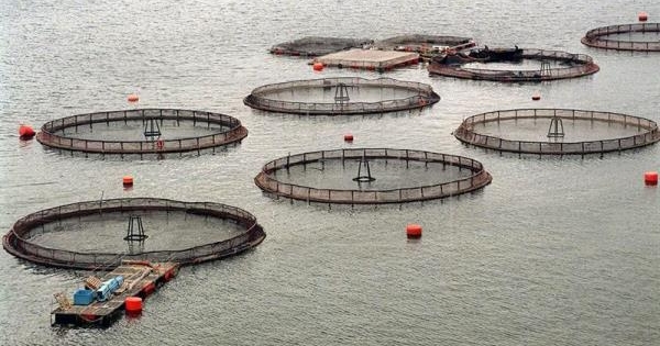 Advierten de daños al mar austral de Chile por producción de salmones