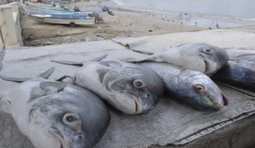 Castro: El pescado es fuente de energía y salud