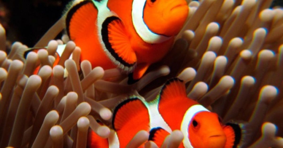 Científicos revelan función de las rayas de peces tipo "Nemo"