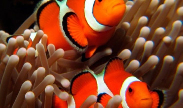 Científicos revelan función de las rayas de peces tipo “Nemo”
