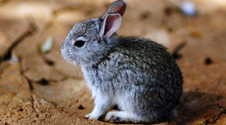 Conejo Teporingo no está extinto, asegura Semarnat
