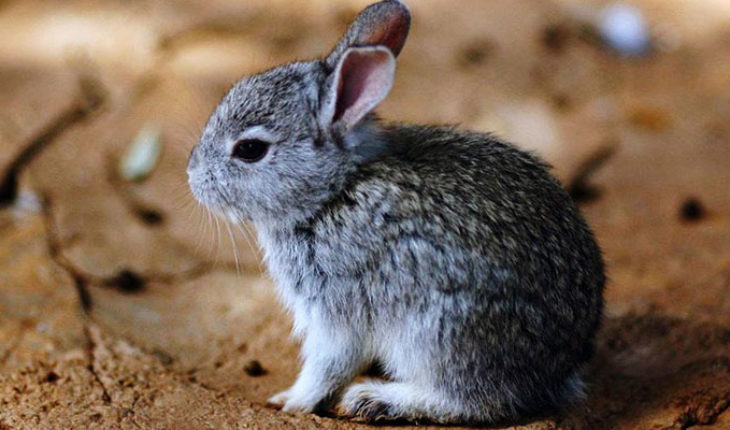 Conejo Teporingo no está extinto, asegura Semarnat