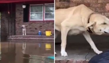 El conmovedor video del rescate de una perra abandonada tras el paso del Huracán Florence