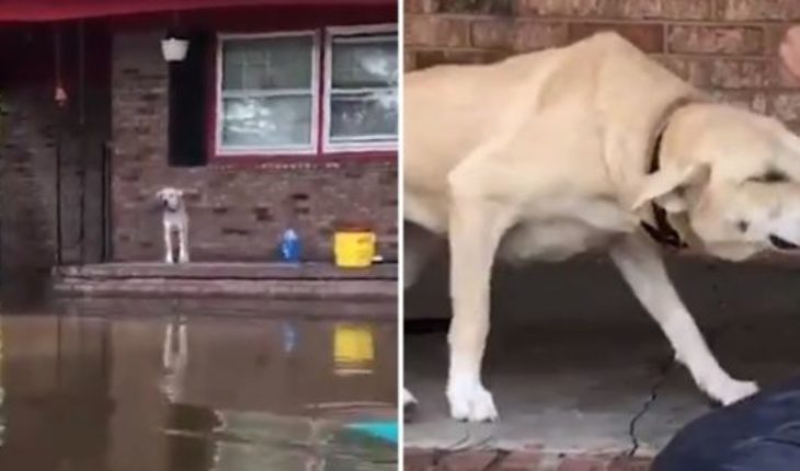 El conmovedor video del rescate de una perra abandonada tras el paso del Huracán Florence