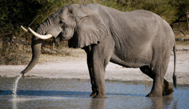 Cientos de Elefantes están muriendo en Botswana; desconocen el motivo