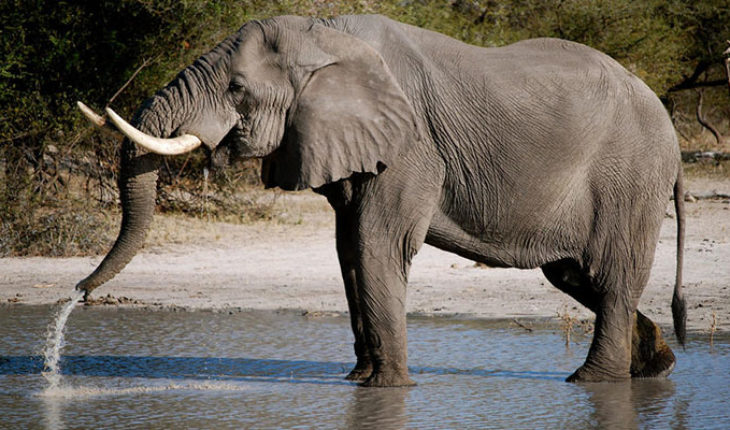 Elefantes en riesgo; utilizan su pelo para insertarlo en joyería