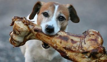 Evite dar empanadas y longanizas a su perro en Fiestas Patrias