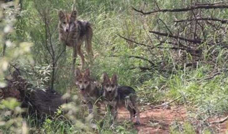Familia de Lobos Mexicanos regresan a la vida libre
