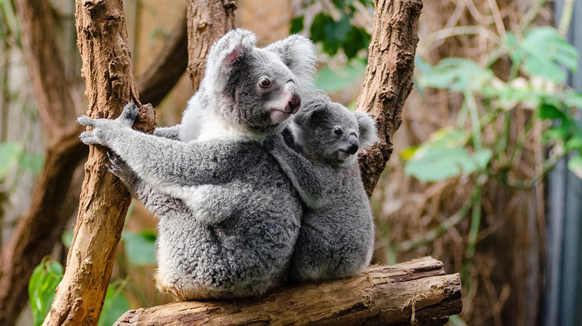 Koalas podrían extinguirse en 2050 por tala árboles en Australia