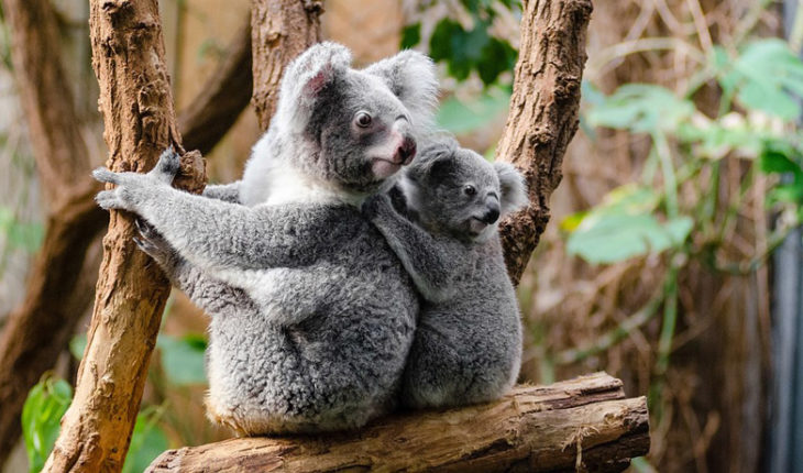 Koalas podrían extinguirse en 2050 por tala árboles en Australia