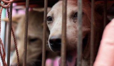 La enfermedad que se expande en Asia por consumo de carne de perro