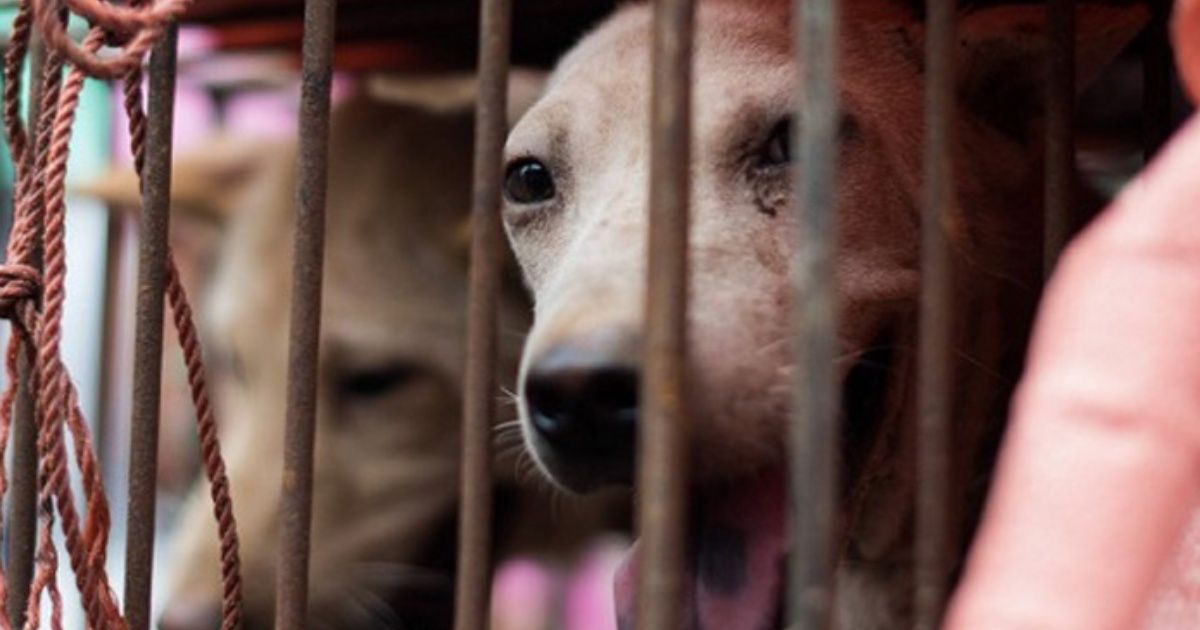 La enfermedad que se expande en Asia por consumo de carne de perro