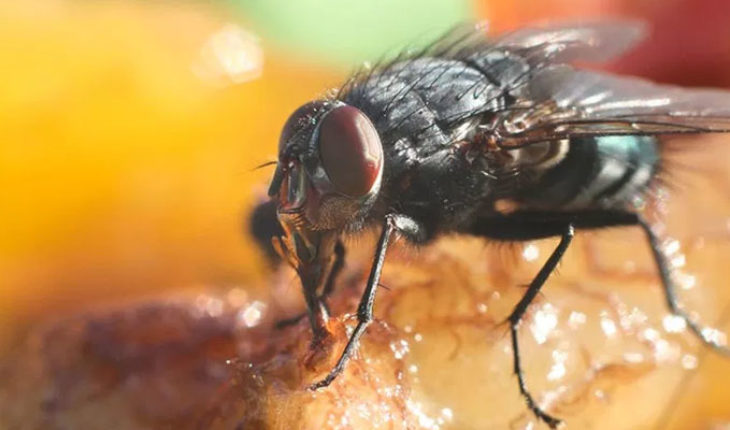 Las moscas transmiten más enfermedades que las cucarachas