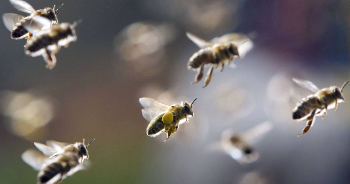 Más de 20.000 abejas causan el retraso de tres vuelos