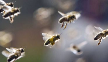Más de 20.000 abejas causan el retraso de tres vuelos