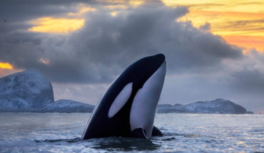 Por qué las orcas están al borde de desaparecer