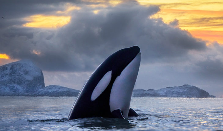 Por qué las orcas están al borde de desaparecer