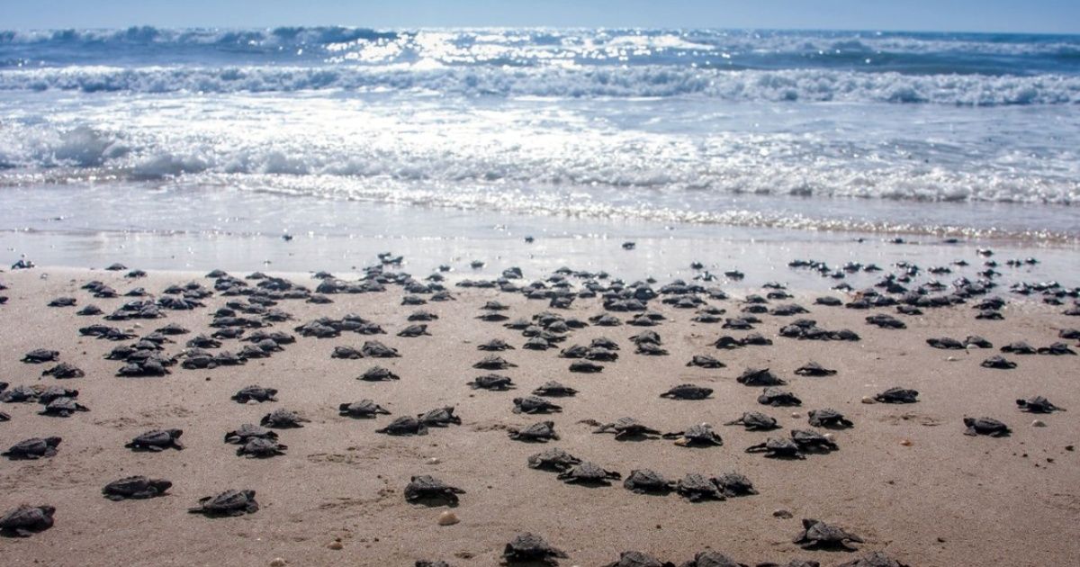 Rechazan construcción de resort en Tulum por tortugas