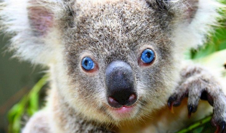 Tala de árboles puede acabar con los koalas en 2050