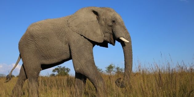 Una turista murió aplastada por un elefante en un parque natural