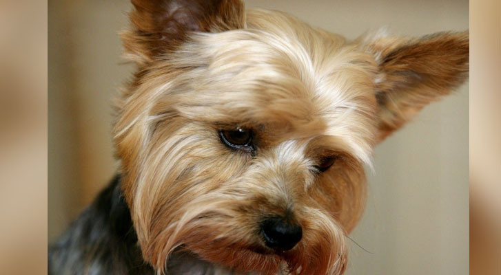 Condenan a mujer por dejar morir a su perro de hambre en España