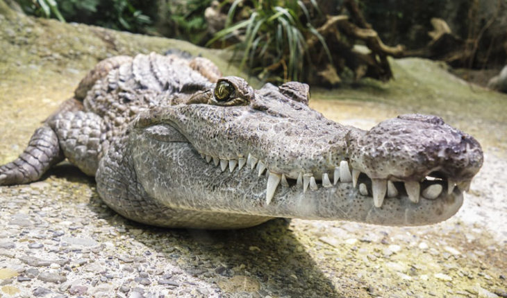 translated from Spanish: Crocodile devoured a woman and her baby in Uganda