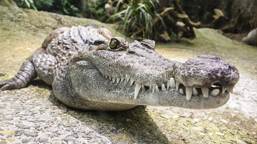 Crocodile devoured a woman and her baby in Uganda