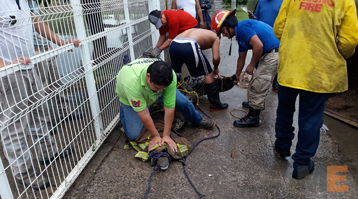 Intensas lluvias causan daños en Lázaro Cárdenas; capturan a un cocodrilo en las inundaciones