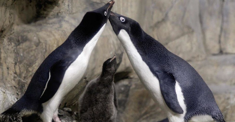 La pareja de pingüinos gay que secuestraron a una cría abandonada