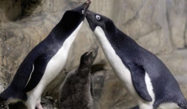 translated from Spanish: La pareja de pingüinos gay que secuestraron a una cría abandonada