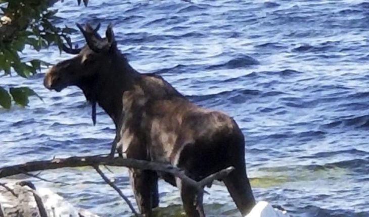 translated from Spanish: Moose besieged by people drown in a Lake of Vermont