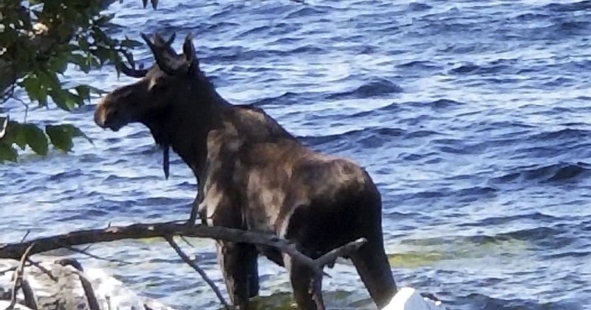 Moose besieged by people drown in a Lake of Vermont